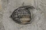 Diademaproetus Trilobite - Ofaten, Morocco #221217-1